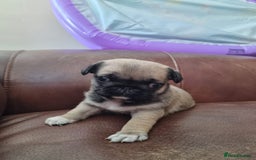 Pug dogs for sale: 3 beautiful girls - Image 3