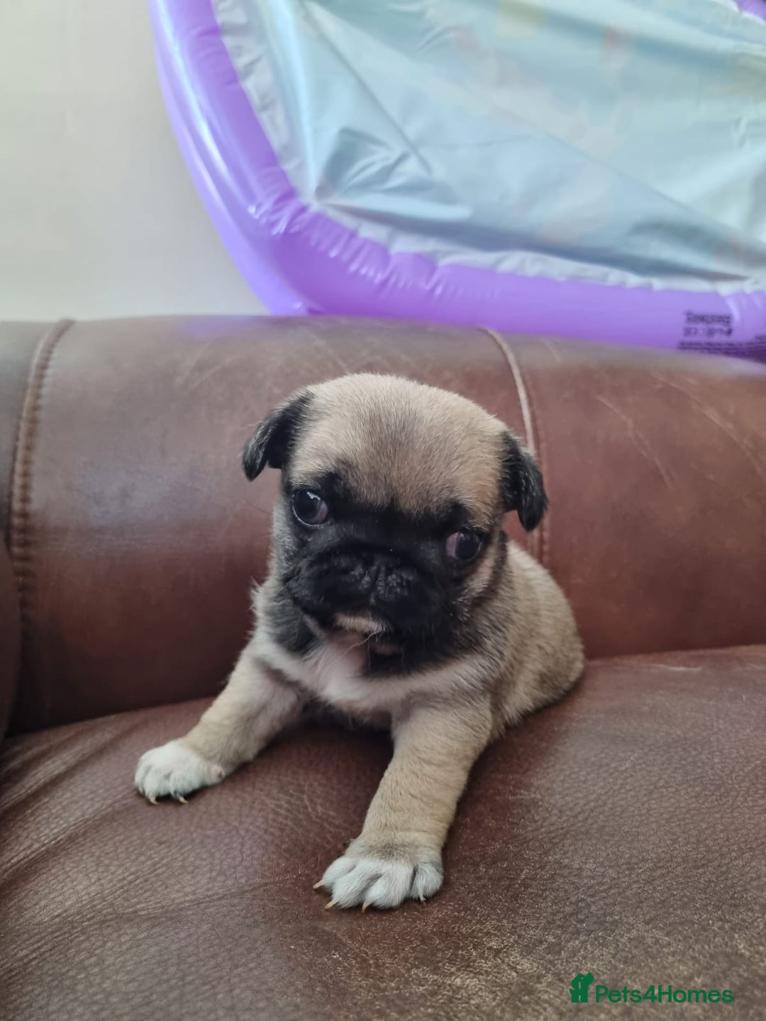 Pug dogs for sale: 3 beautiful girls - Image 3