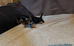 Mixed Breed dogs for sale: Dachshund x jack russle - Image 5