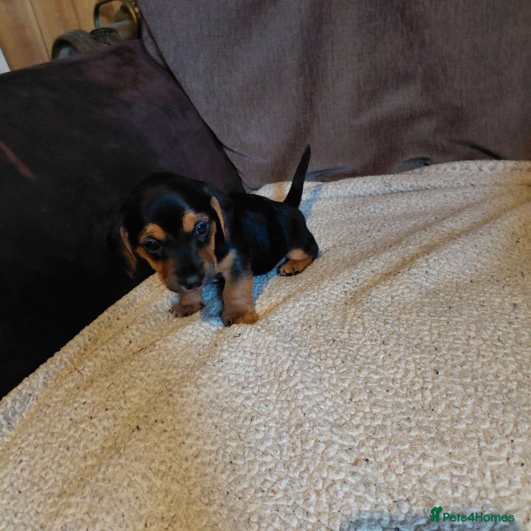 Mixed Breed dogs for sale: Dachshund x jack russle - Image 5