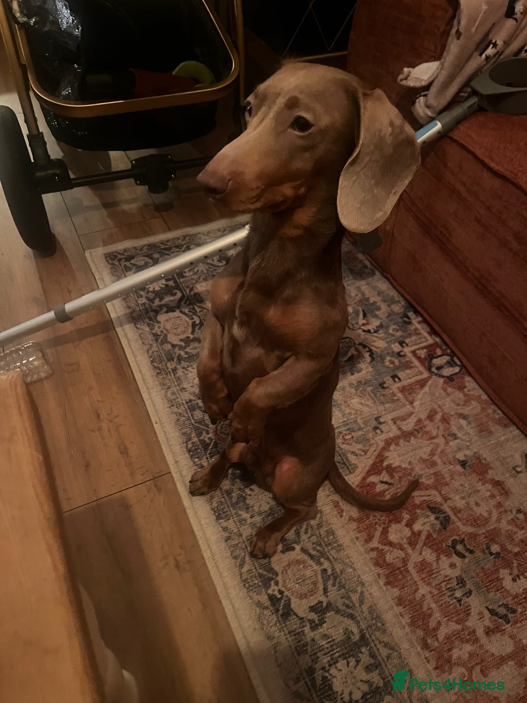 Miniature Dachshund dogs for sale: 10 month old Isabella Dachshund  - Advert 3