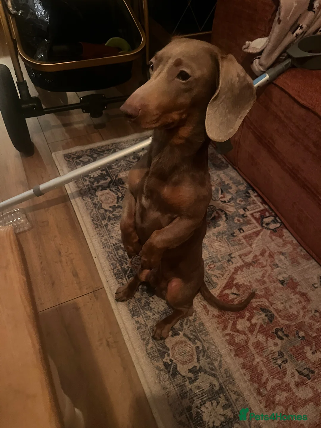 Miniature Dachshund dogs for sale: 10 month old Isabella Dachshund  - Advert 3
