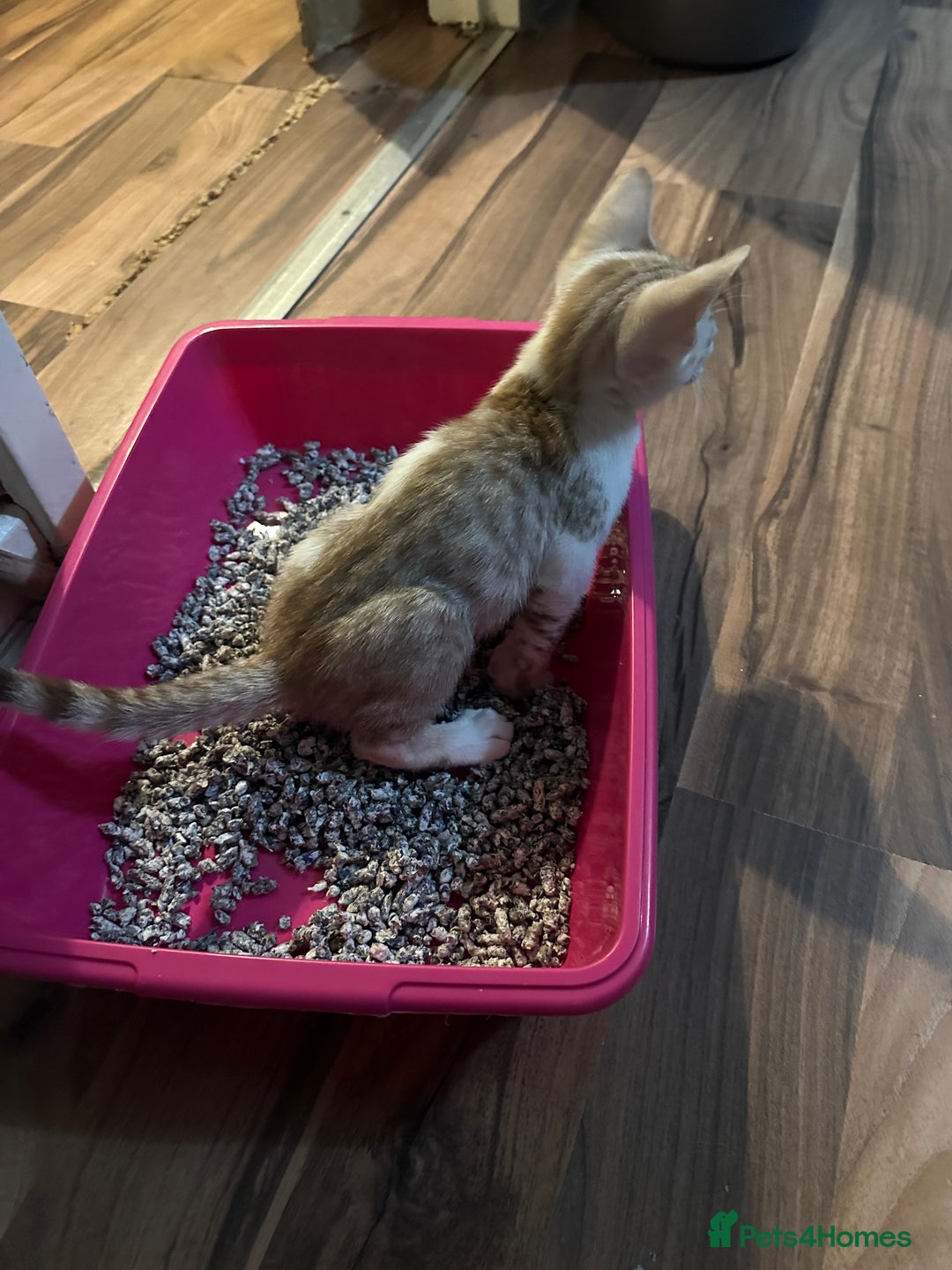 Mixed Breed cats for sale: Crossed Between Oriental short hair & White Bengal - Advert 20