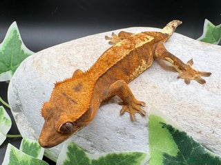 Gecko reptiles Stunning tangerine cappuccino crested gecko - Advert 7