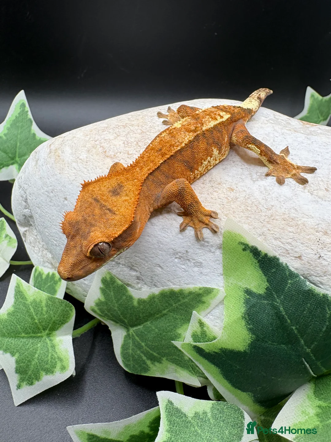 Gecko reptiles for sale: Stunning tangerine cappuccino crested gecko  - Advert 1