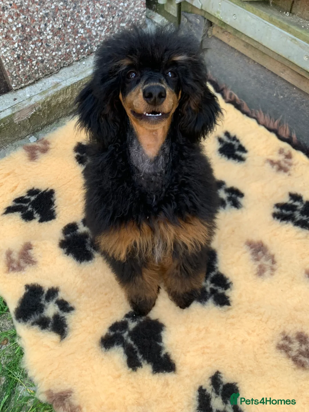 Miniature Poodle dogs for stud: MONKEY! Health tested, phantom poodle proven STUD  in Bacup - Advert 5