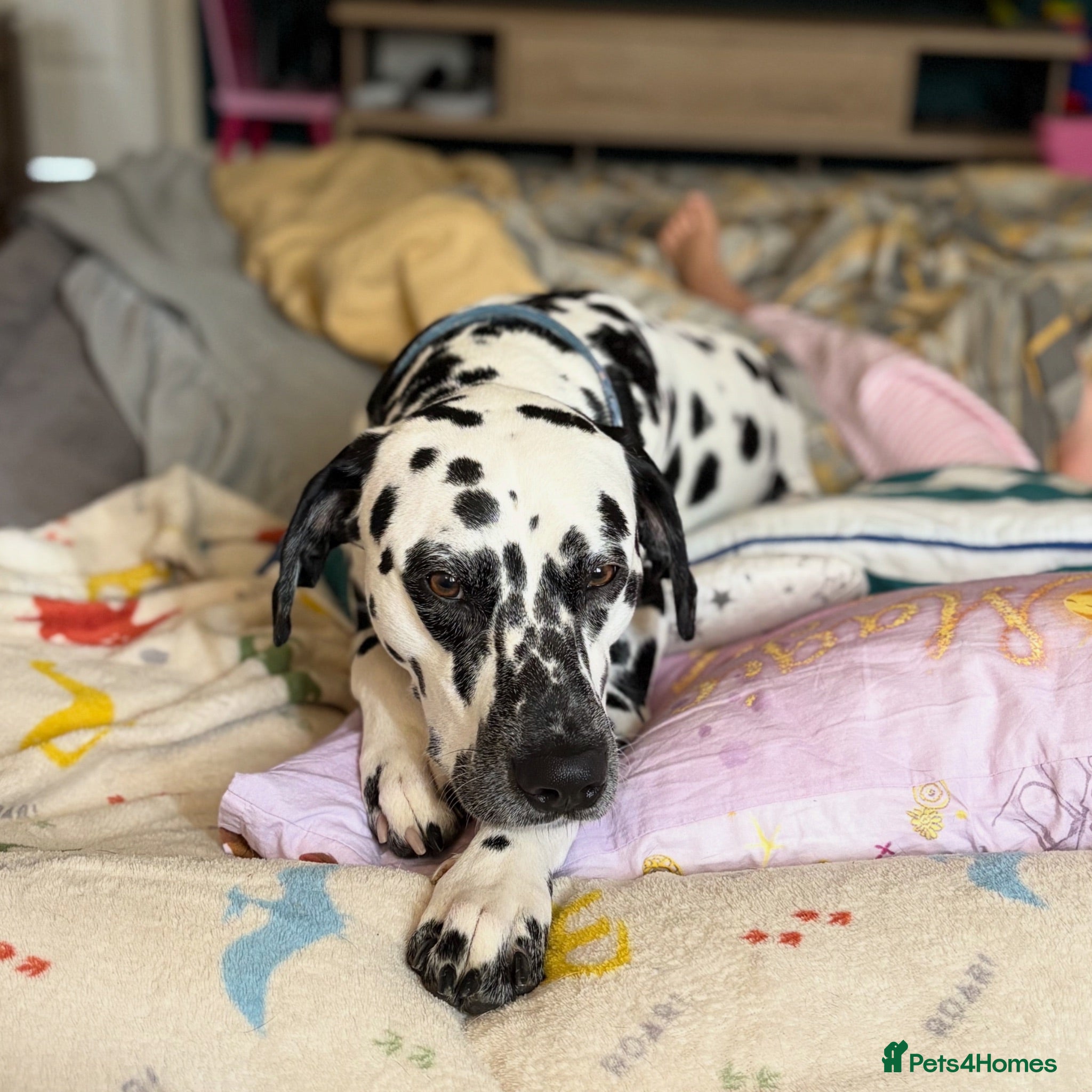 Dalmatian dogs Dalmatian for stud - Advert 4