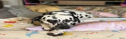Dalmatian dogs for stud: Dalmatian for stud in Dundee - Advert 1