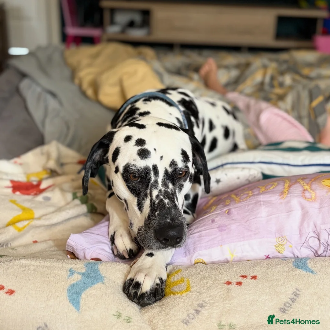 Dalmatian dogs for stud: Dalmatian for stud in Dundee - Advert 1