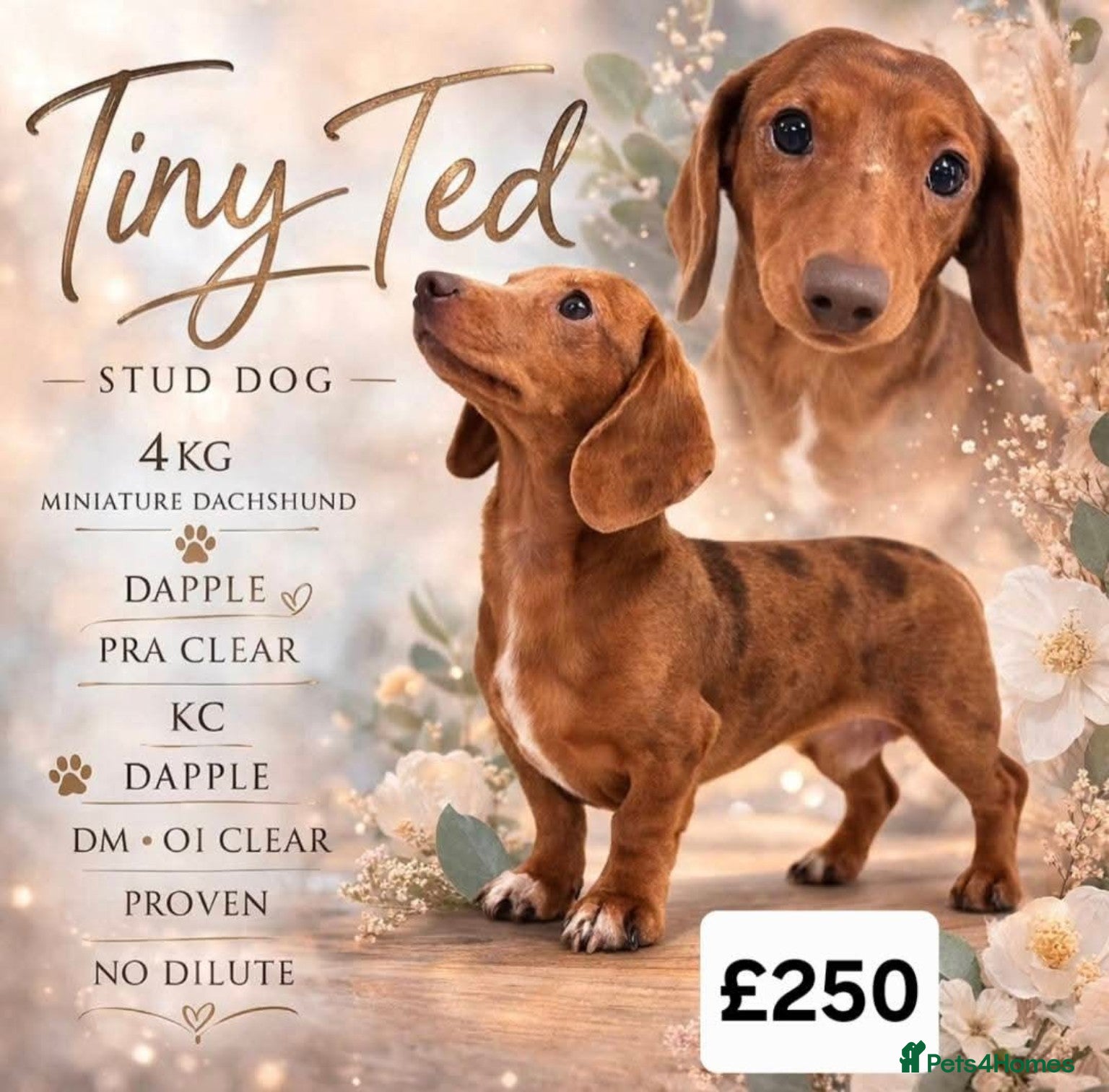 Miniature Dachshund dogs Tiny Ted very mini dachshund stud dapple - Advert 5