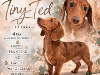 Miniature Dachshund dogs Tiny Ted very mini dachshund stud dapple - Advert 5