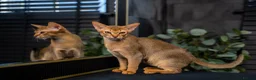 Abyssinian cats for sale: Majestic Abyssinian Boy-READY NOW-Champion Line - Advert 16