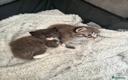 Ragdoll cats for sale: Beautiful cross ragdoll kittens  - Image 1