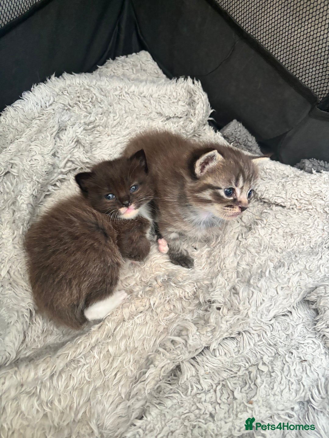 Ragdoll cats for sale: Beautiful cross ragdoll kittens  - Image 1