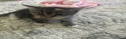 Mixed Breed cats for sale: Mixed breed  - Advert 4