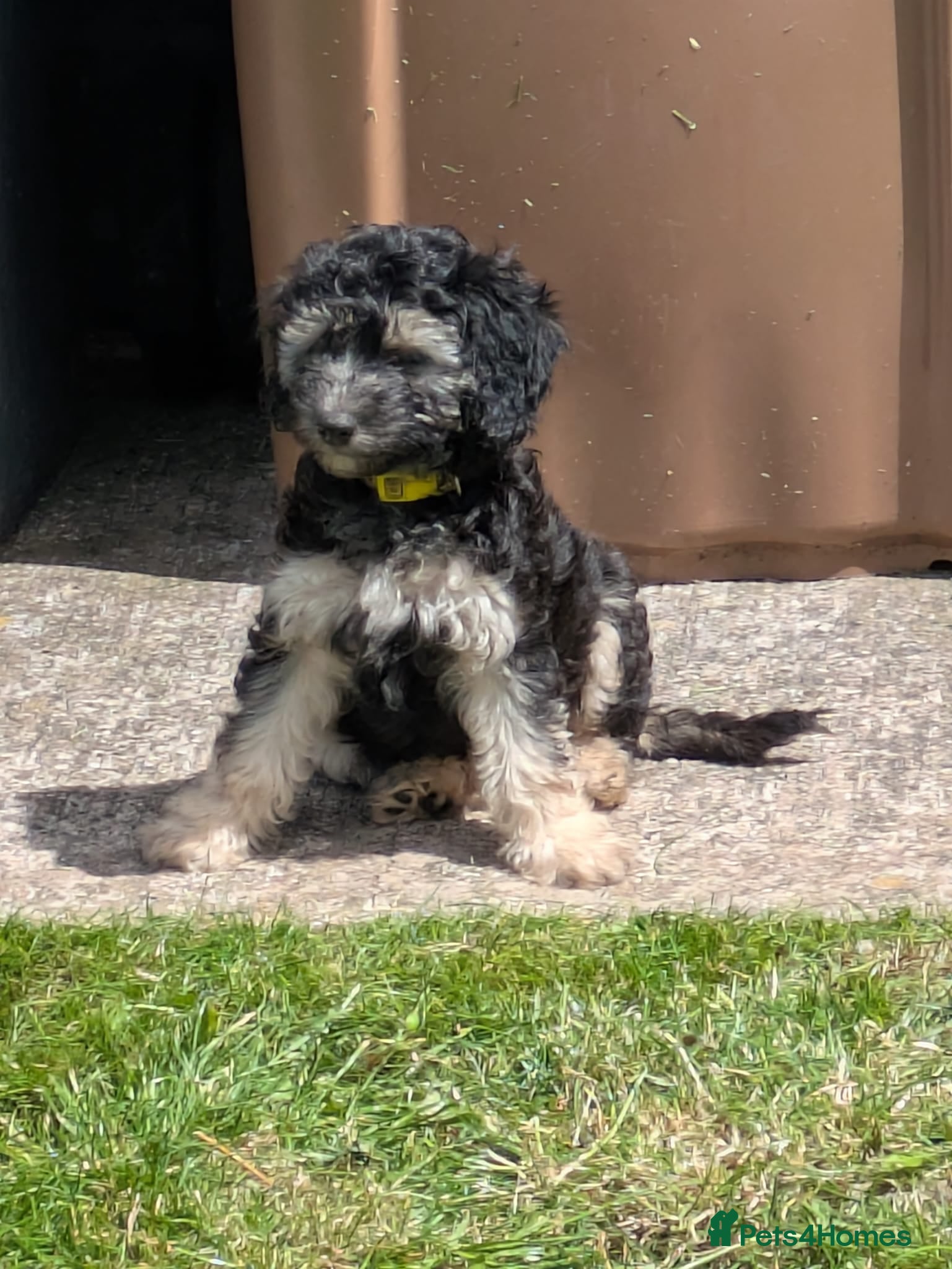 Cockapoo dogs Ready to leave. Cockapoo pups - Advert 2