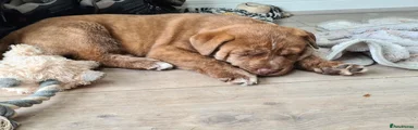 Mixed Breed 2