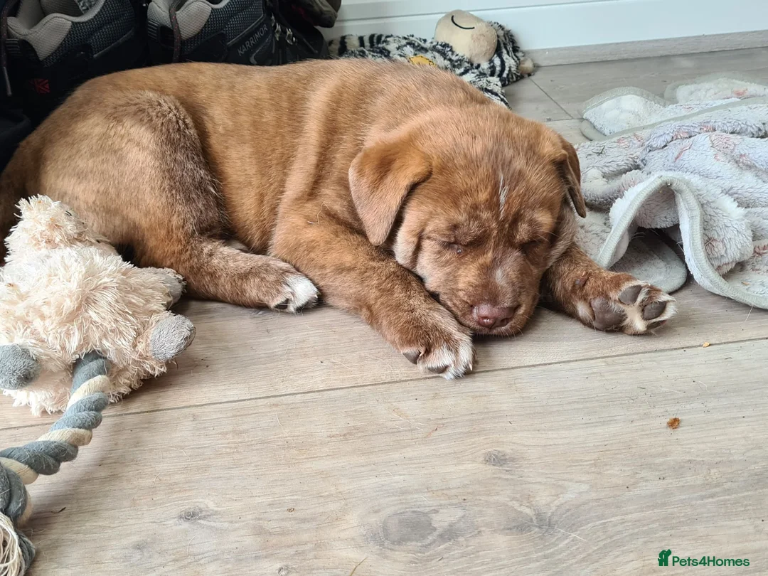 Mixed Breed dogs for sale: Husky x Staffy/Mastiff  - Advert 17