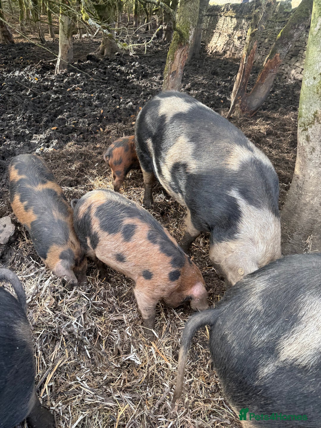 Pig livestock for sale: Oxford sandy and blacks  - Advert 4