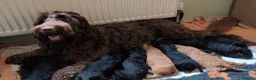 Labradoodle dogs for sale: Large Standard Labradoodle F3/multigen Puppies in King's Lynn - Advert 20