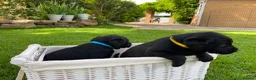 Labrador Retriever dogs for sale: KC Registered Labrador Retriever - 2 girls & 1 boy - Advert 9