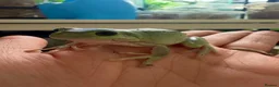 Frog reptiles for sale: Whites tree frog juveniles sub adult  - Advert 5