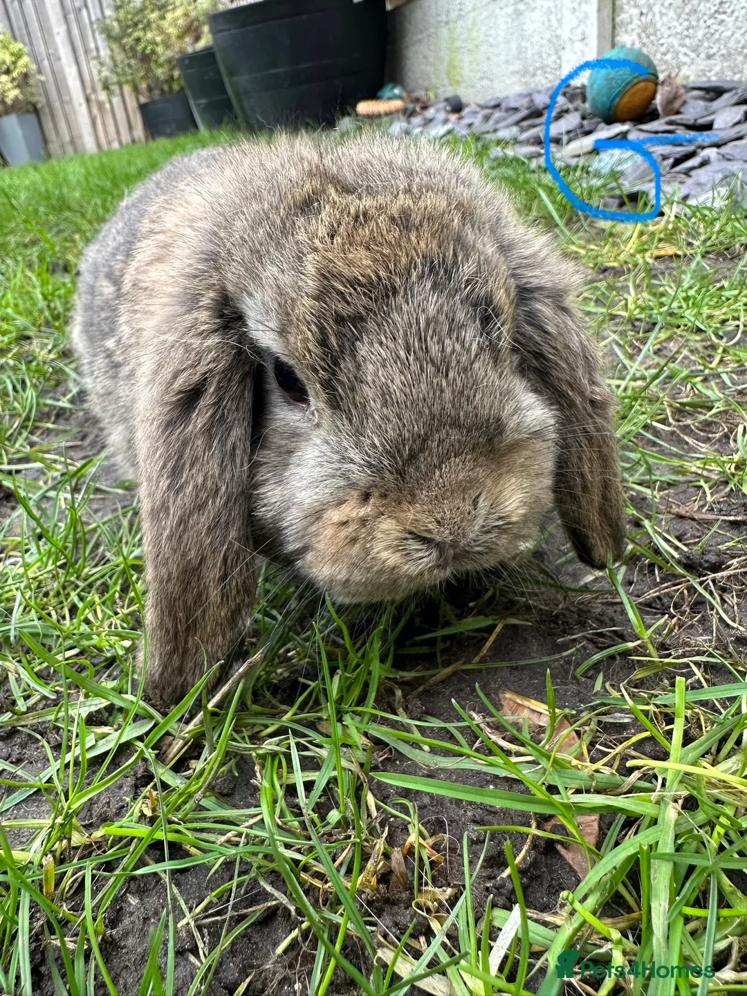 Mini Lop rabbits for sale: Mini Lop Rabbits For Sale  - Advert 13