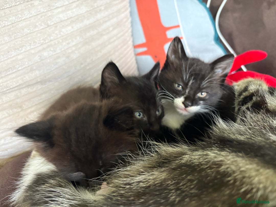 British Shorthair cats for sale: Two black tabby male kittens - Image 8