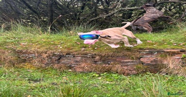 Dobermann dogs - Advert 12