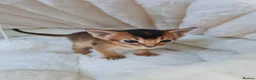 Abyssinian cats for sale: LAST TWO BOYS,champion line Abyssinian kittens🎖 - Advert 27
