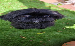 Shih Tzu dogs for sale: Last little black Shih-Tzu boy in Walsall - Image 1