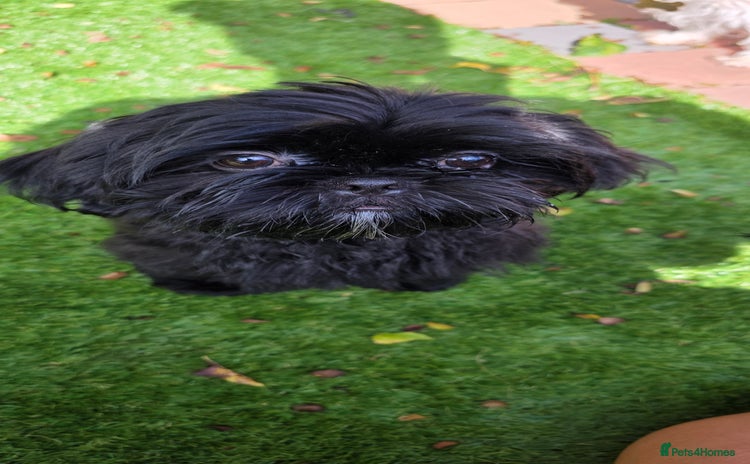 Shih Tzu dogs in Walsall - Advert 13