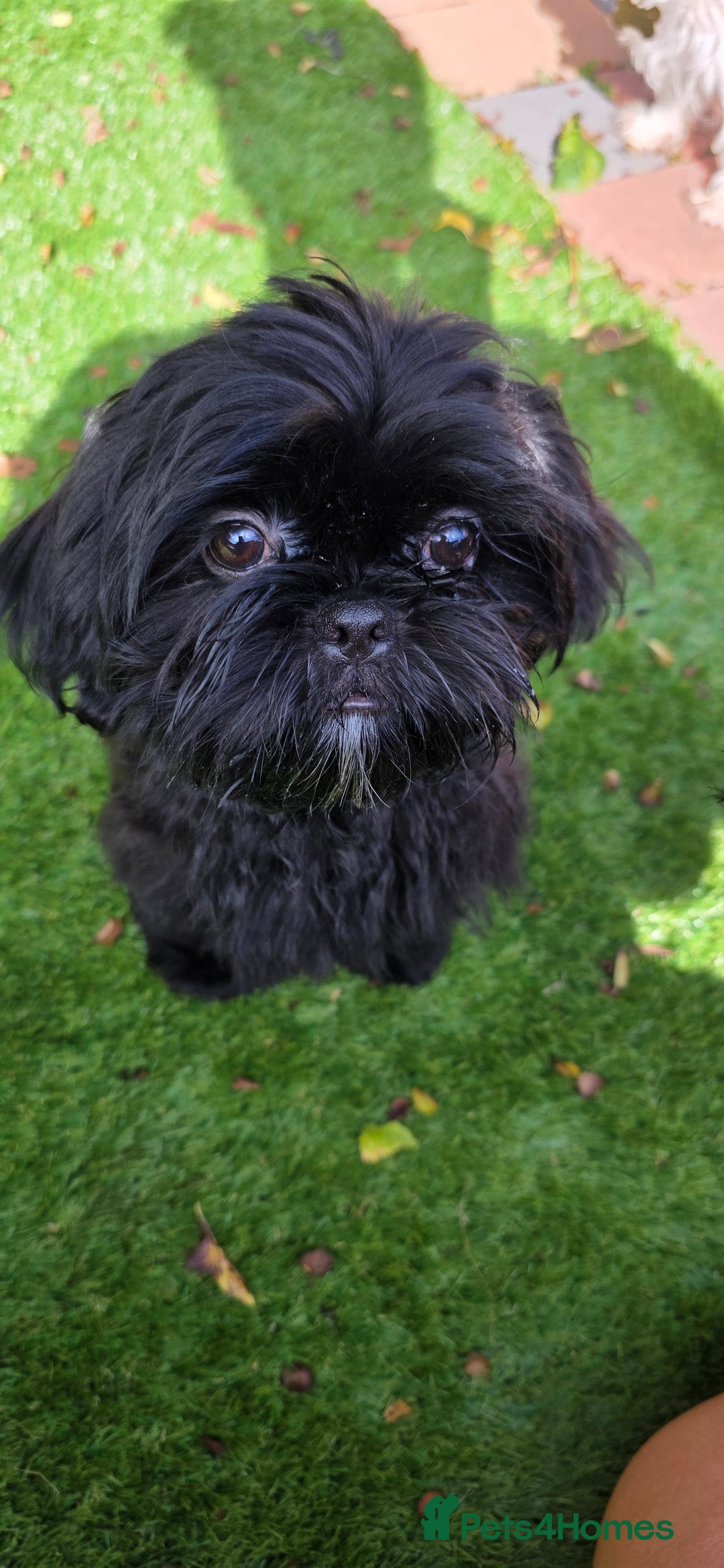 Shih Tzu dogs for sale: Last little black Shih-Tzu boy in Walsall - Image 1