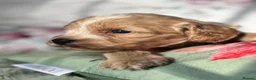 Cavapoo dogs for sale: Stunning mini cavapoos - Advert 4