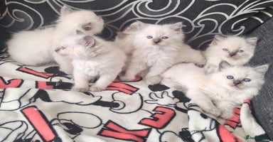 Ragdoll cats - Advert 1