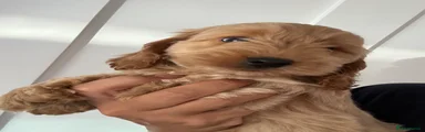 Cockapoo 1