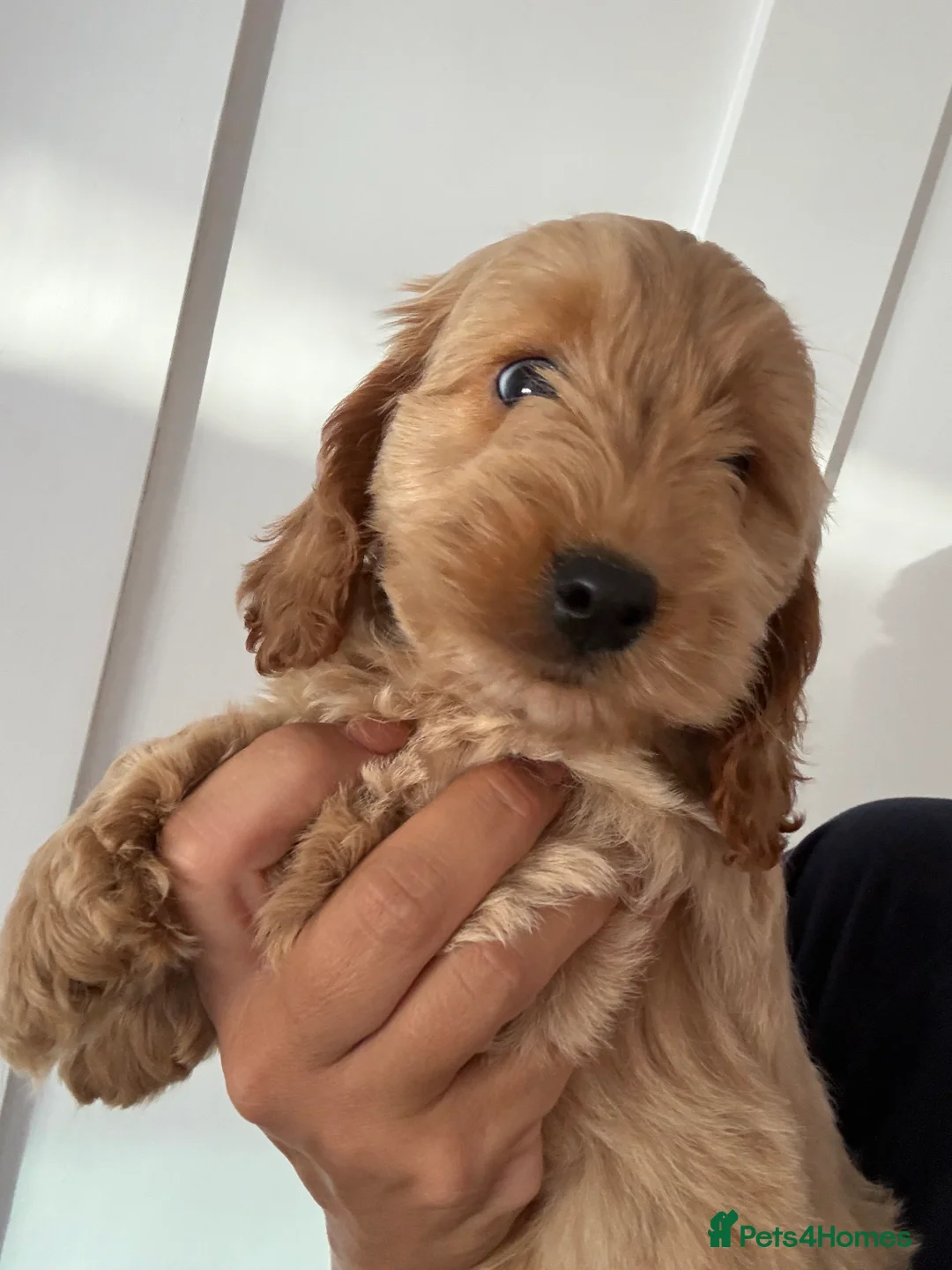 Cockapoo dogs for sale: Exceptional F1 health tested cockapoo puppies  - Advert 30