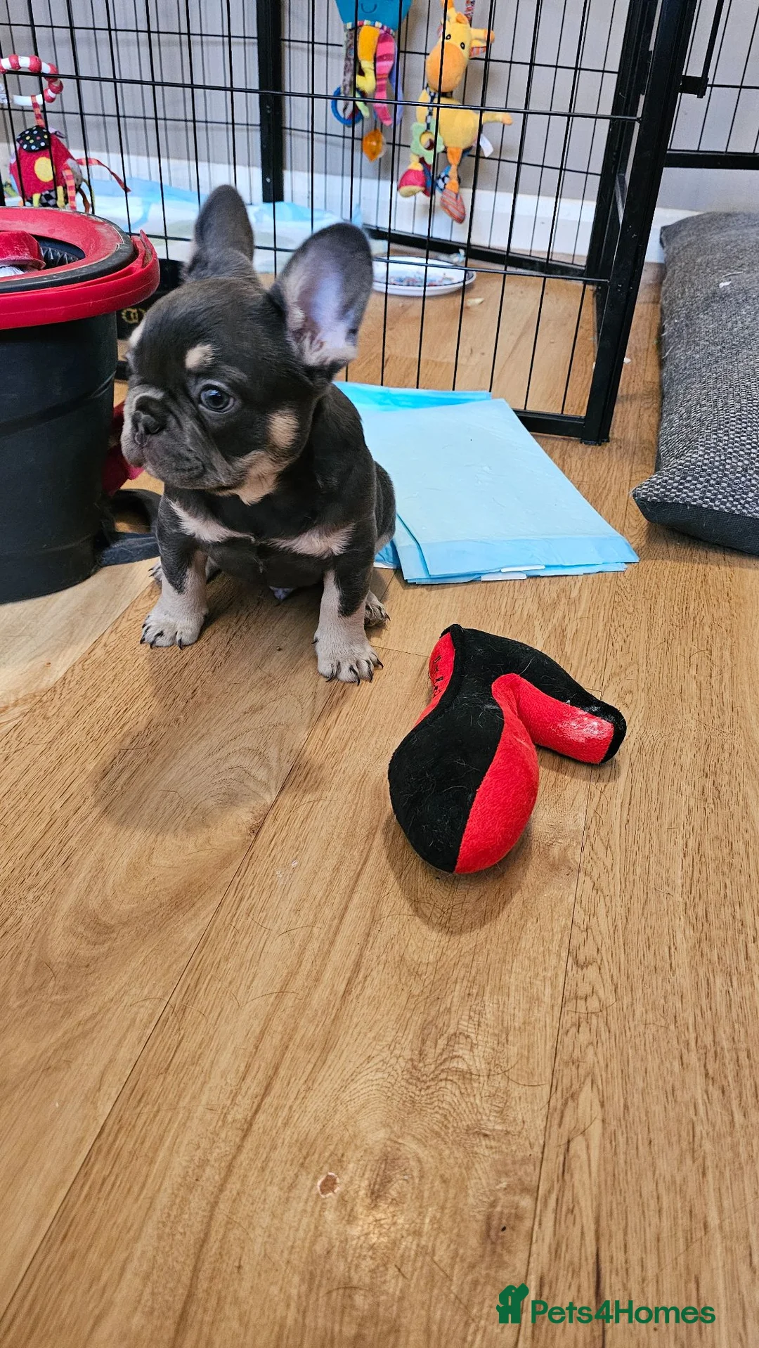 French Bulldog dogs for sale: Beautiful frenchies ready now - Advert 2