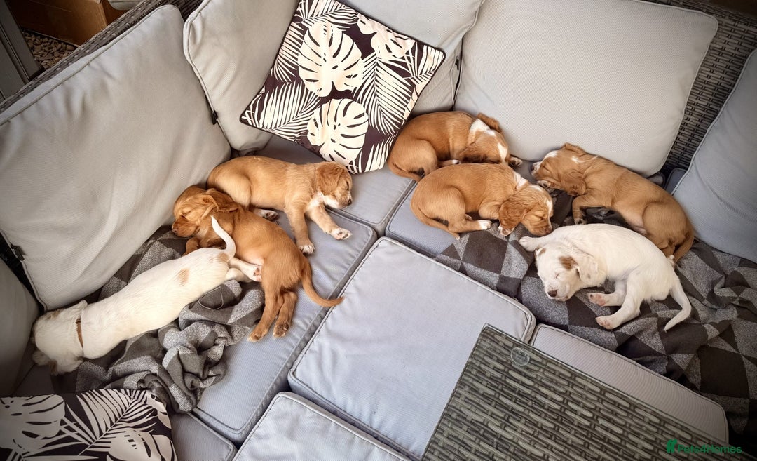 Sprocker dogs for sale: Sprockers For Sale  - Image 1