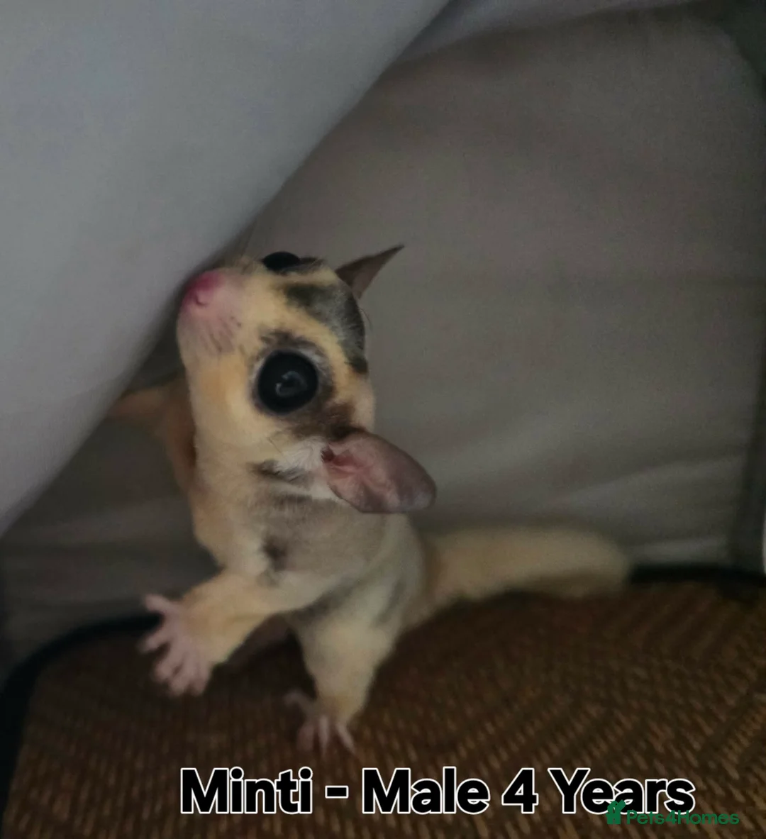 Sugar Glider rodents for sale: Sugar Gliders for Rehoming – 2 Pairs Available 🐾 - Advert 2