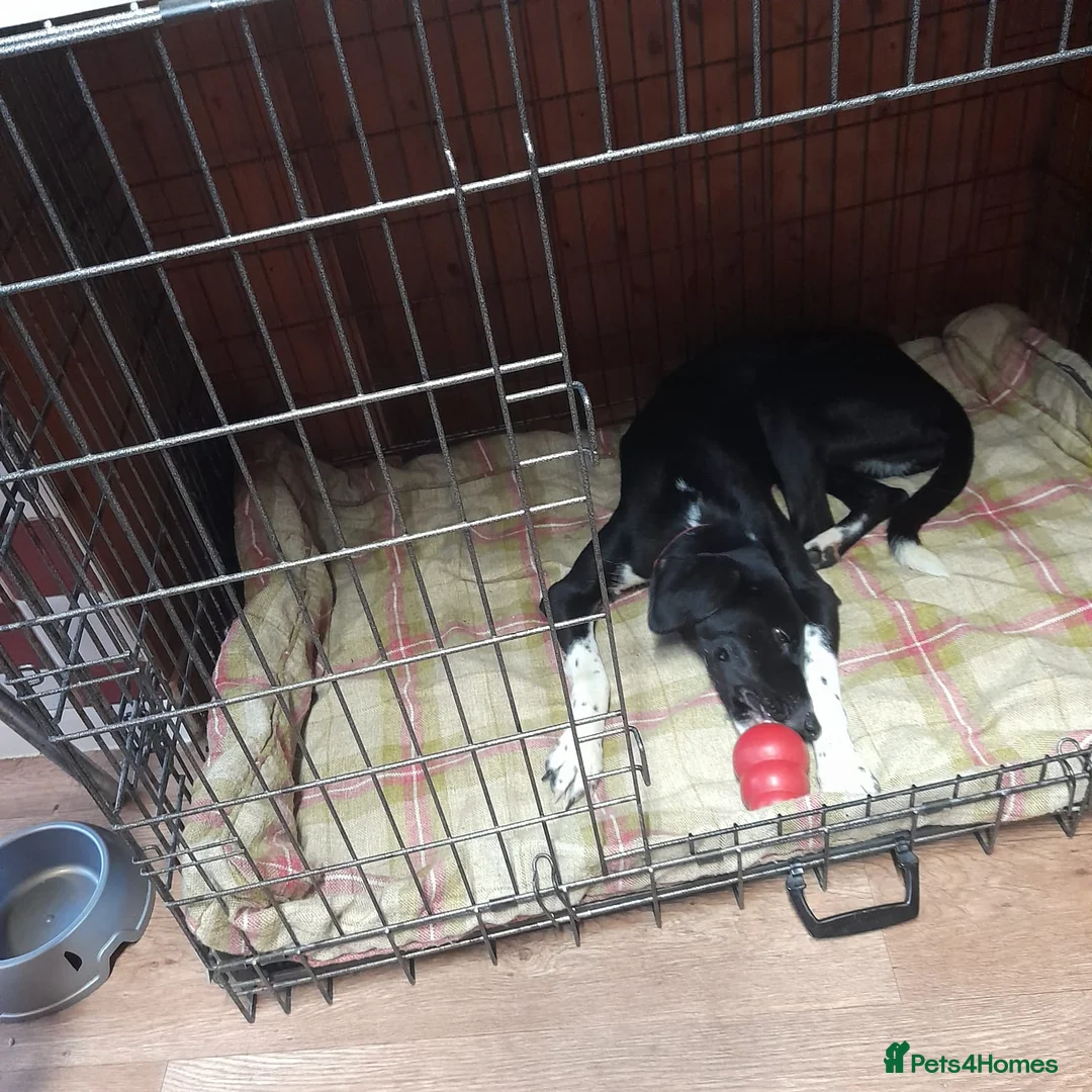 Mixed Breed dogs for adoption: NORA FOR ADOPTION IN CORNWALL/DEVON - Advert 2