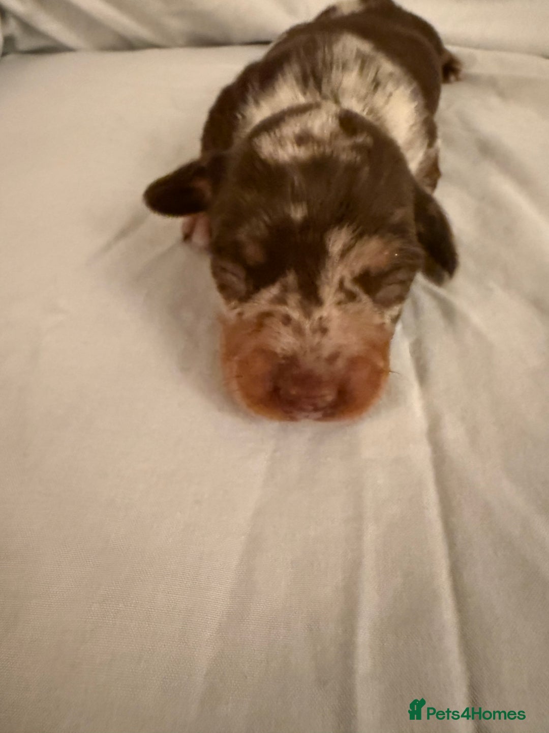 Dachshund dogs for sale: Miniature Dachshund puppies for sale - Advert 11