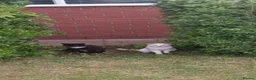 Domestic Shorthair cats for sale: Beautiful white fluffy kittens - Advert 5