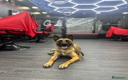 Belgian Shepherd Dog dogs for sale: Belgian Malinois in Leeds - Image 1