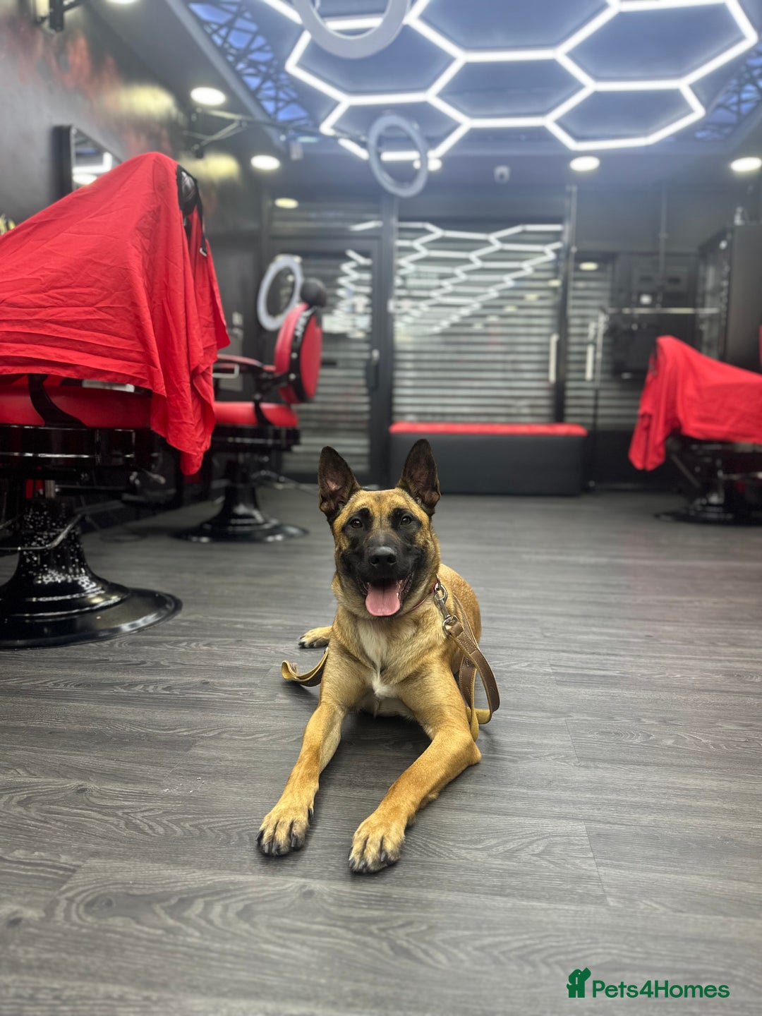 Belgian Shepherd Dog dogs for sale: Belgian Malinois in Leeds - Image 1