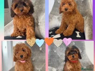 Cockapoo dogs Health clear F1B cockapoos - Advert 11