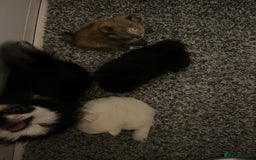 Pomchi dogs for sale: INCREDIBLE Thai/Korean pomchi READY 5th September  - Image 18