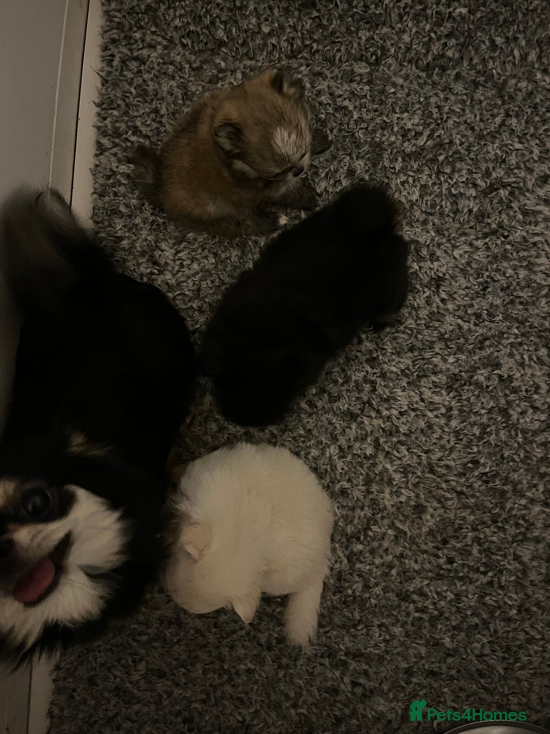 Pomchi dogs for sale: INCREDIBLE Thai/Korean pomchi READY 5th September  - Image 18