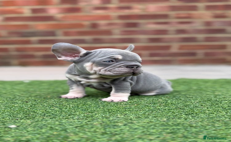 French Bulldog dogs - Advert 3