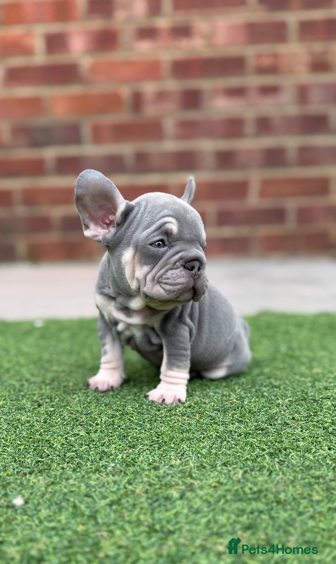French Bulldog dogs for sale: Beautiful pups- Ready to leave 🏡 - Image 1